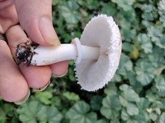 Leucoagaricus leucothites