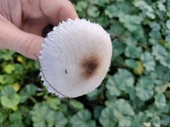 Leucoagaricus leucothites