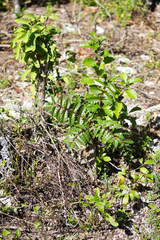 Comocladia platyphylla