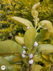 Cryptolaemus montrouzieri