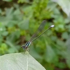 Pseudagrion melanicterum