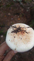 Tricholoma dulciolens