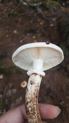 Tricholoma dulciolens