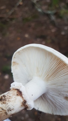 Tricholoma dulciolens