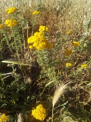 Achillea arabica