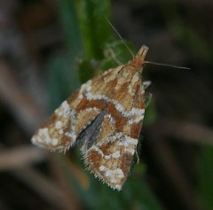 Aethes hartmanniana