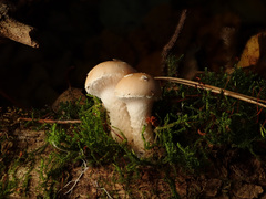 Pholiota lenta