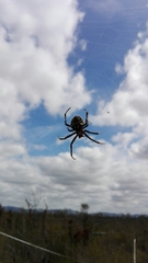 Backobourkia brouni