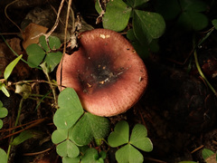 Russula puellaris