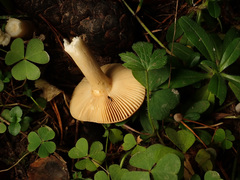 Russula puellaris