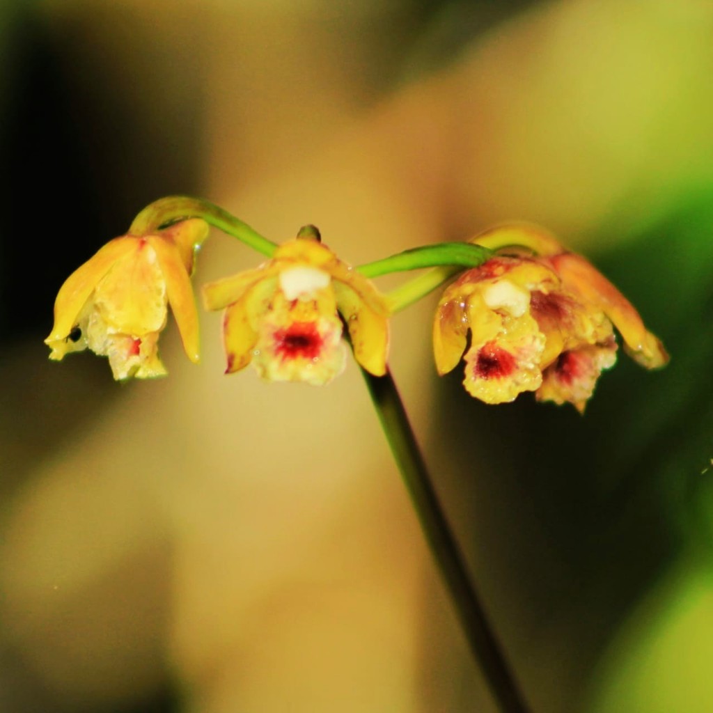 Bifrenaria stefanae