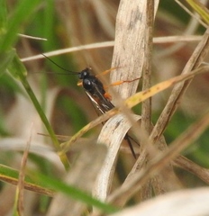 Pimpla pedalis