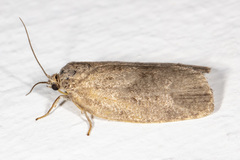 Choristoneura conflictana