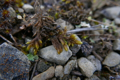 Hypnum cupressiforme lacunosum