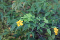 Kerria japonica