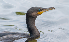 Nannopterum brasilianum