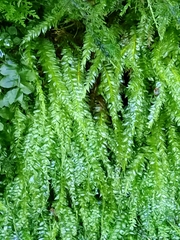 Toothed Plagiothecium Moss