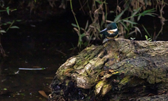 Chloroceryle americana