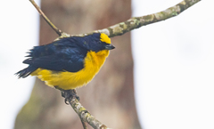 Euphonia laniirostris