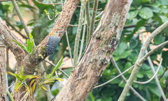 Melanerpes rubricapillus