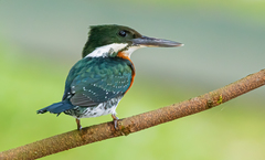 Chloroceryle americana