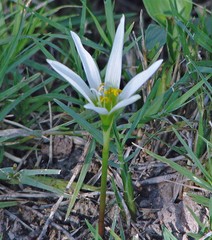 Zephyranthes mesochloa