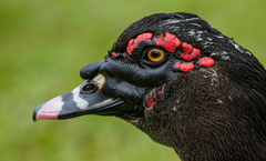Cairina moschata domestica