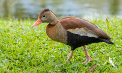 Dendrocygna autumnalis