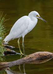 Egretta thula