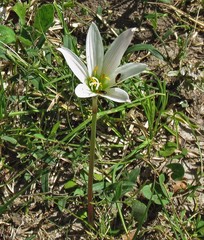 Zephyranthes mesochloa