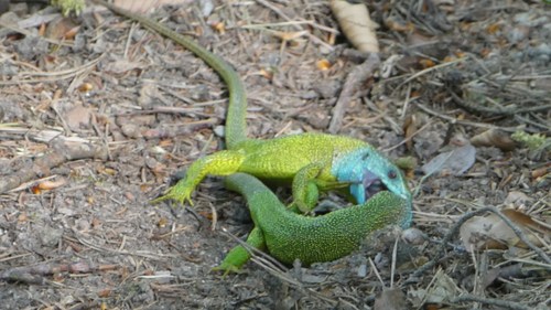 Eastern Green Lizard, Lacerta viridis