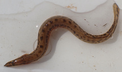 Longtail Spiny-Eel photo 5