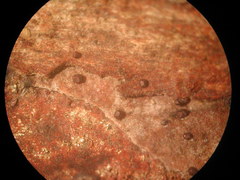 Licea minima