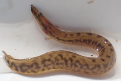 Longtail Spiny-Eel photo 4