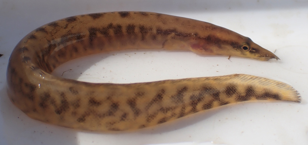 Longtail Spiny-Eel