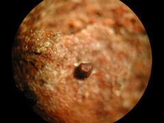 Licea minima
