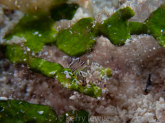 Gnathophyllum americanum