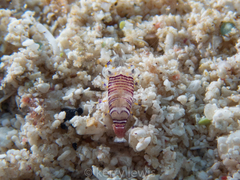 Gnathophyllum americanum