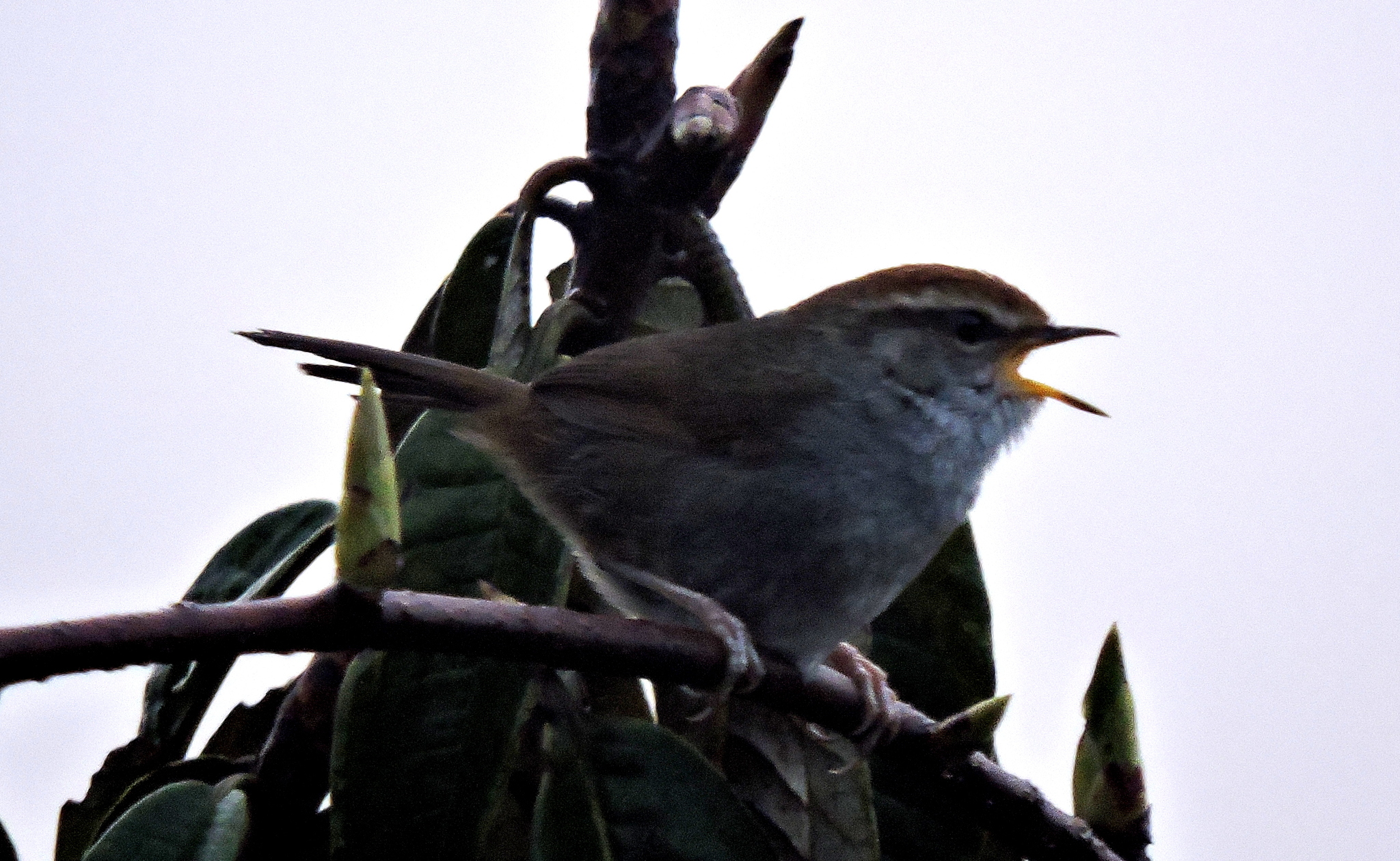 Grey-sided Bush Warbler