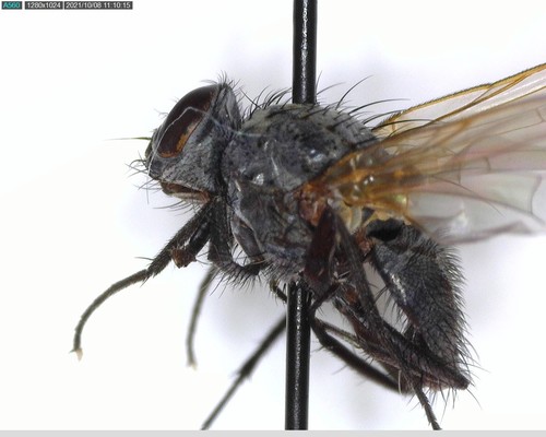 iNaturalist observation photo of Flies