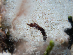 Amphelikturus dendriticus