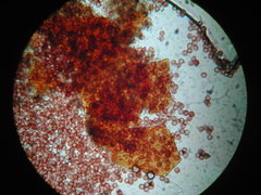 Licea minima
