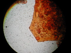 Licea minima