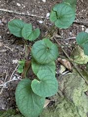 Viola stolonifera