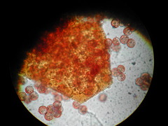 Licea minima