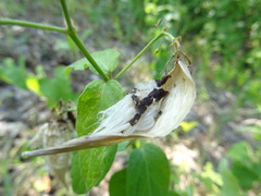 Vincetoxicum
