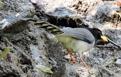 Urocissa flavirostris