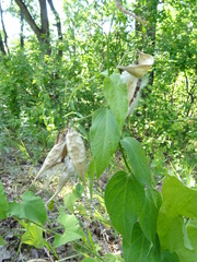 Vincetoxicum