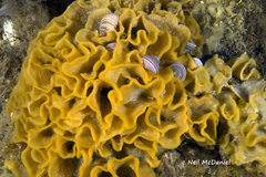 Primavelans insculpta