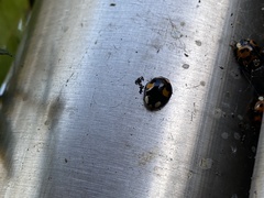 Harmonia axyridis